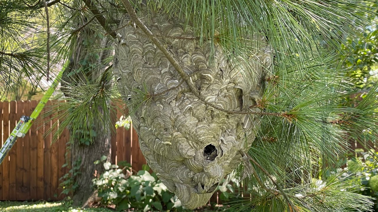 Amazing Giant Hornet Nest Removal, using drione dust