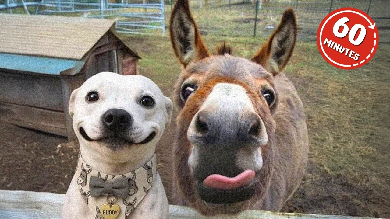 1 Hour Of Funniest Animals in the World Ever 🤣 Funny ANIMALS Video 2025