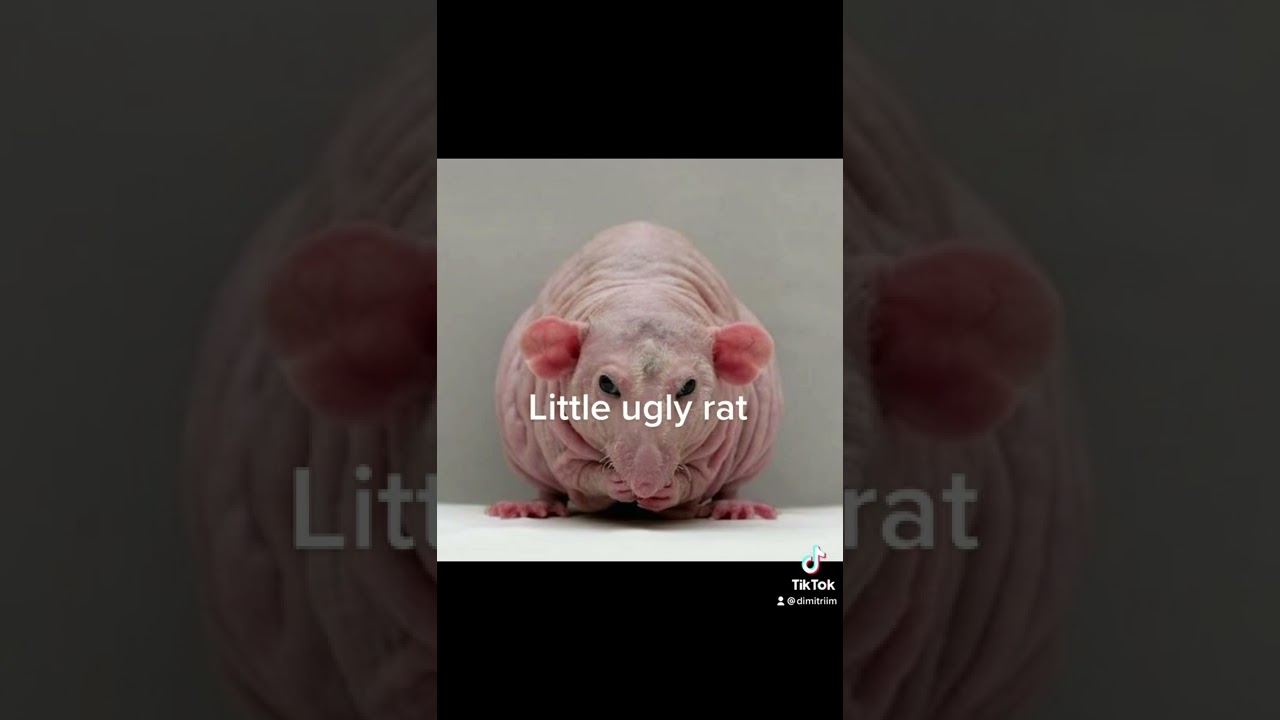 Little ugly rat theory!!! ##selfimprovement #beyourself