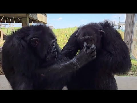Tonka at Save the Chimps