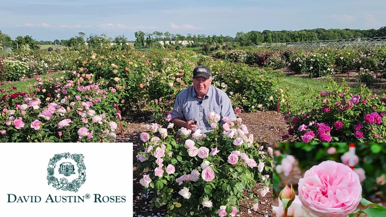 Rose Olivia Rose Austin - A David Austin English Rose - A Top Performer in Our Trials