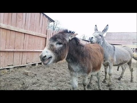 Donkeys#ghadha #donkey #fypviralシ #trending #foryou #viraldonkey #happypets #youtubeshorts