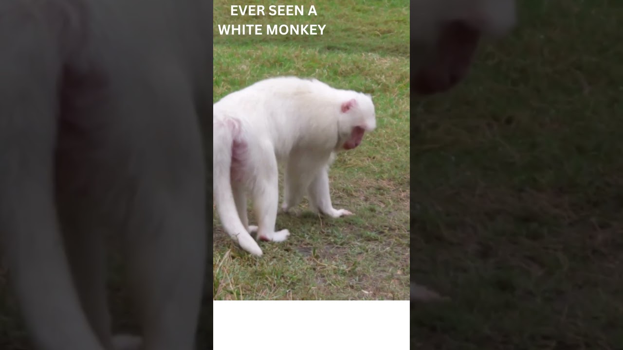 WOW, Ever Seen a WHITE MONKEY, Cats SAY NO #shorts #monkey #monkeys #cat #cats #animal #animals 🐒😻🐈🐵