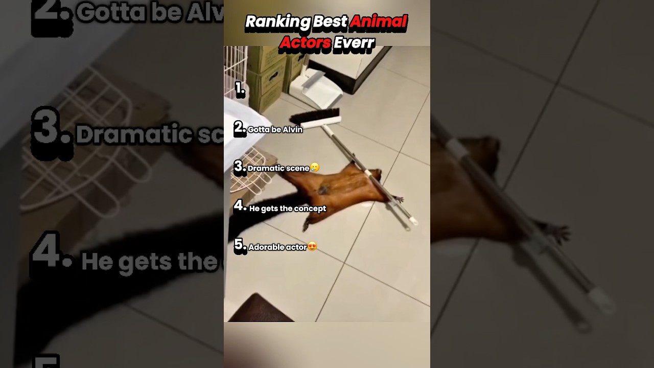 Ranking Best Animal Actors Everr #animalvideos #animalshorts #animalactors