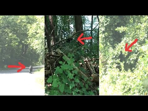 Captured On Video! Mysterious Creature Caught In Multiple Forms In Broad Daylight!