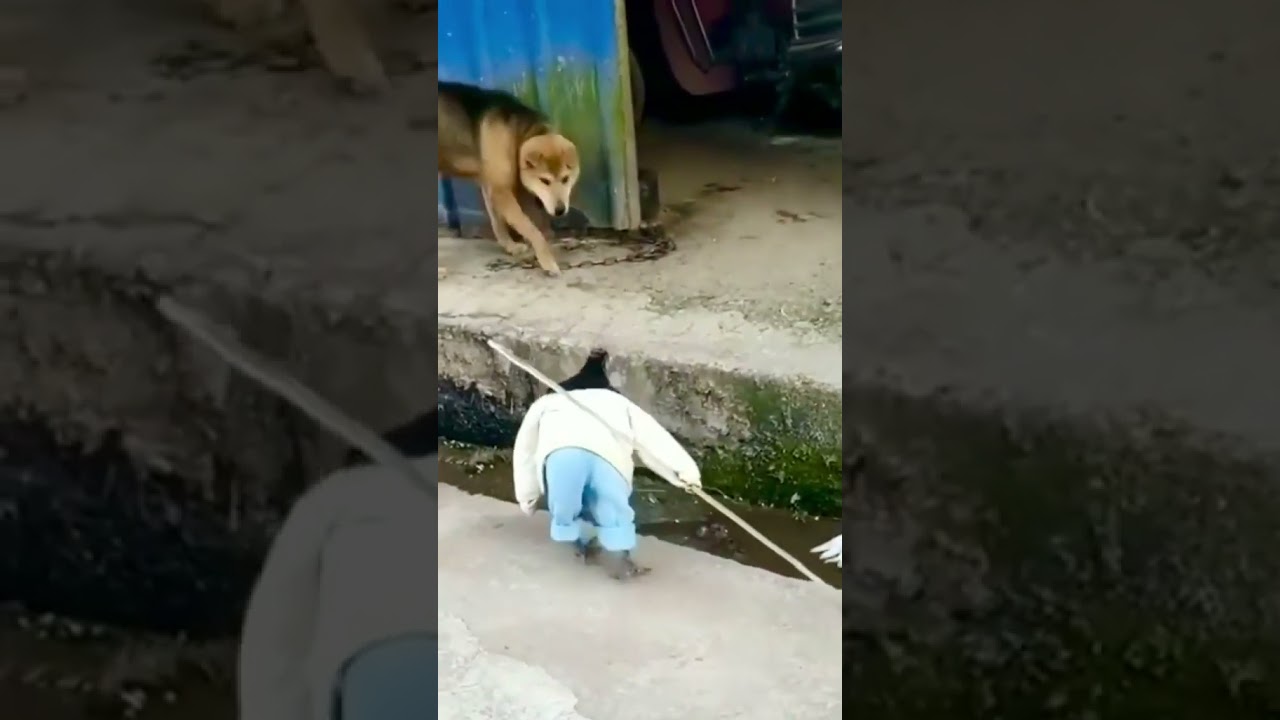 cock ninja vs dog 👉🤦♀️